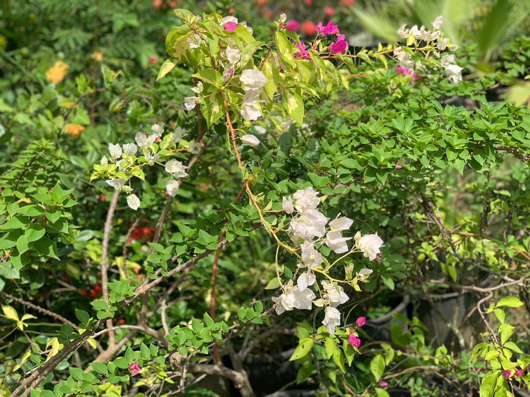 Bougainvillea