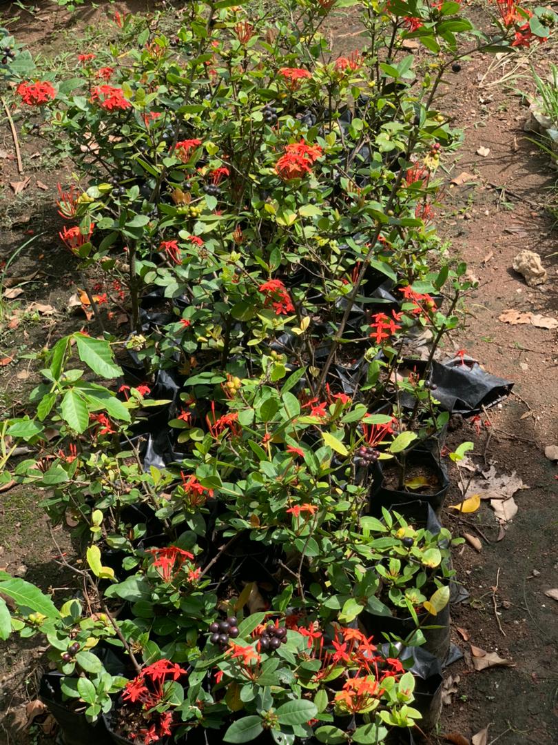 Ixoria single red